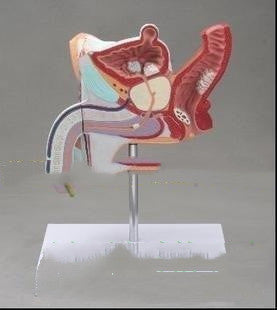 Anatomical Urinary System Model Of Male Internal Reproductive Disease