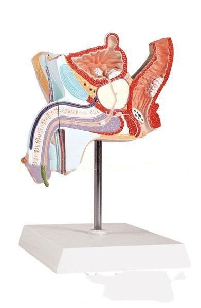 Anatomical Urinary System Model Of Male Internal Reproductive Disease