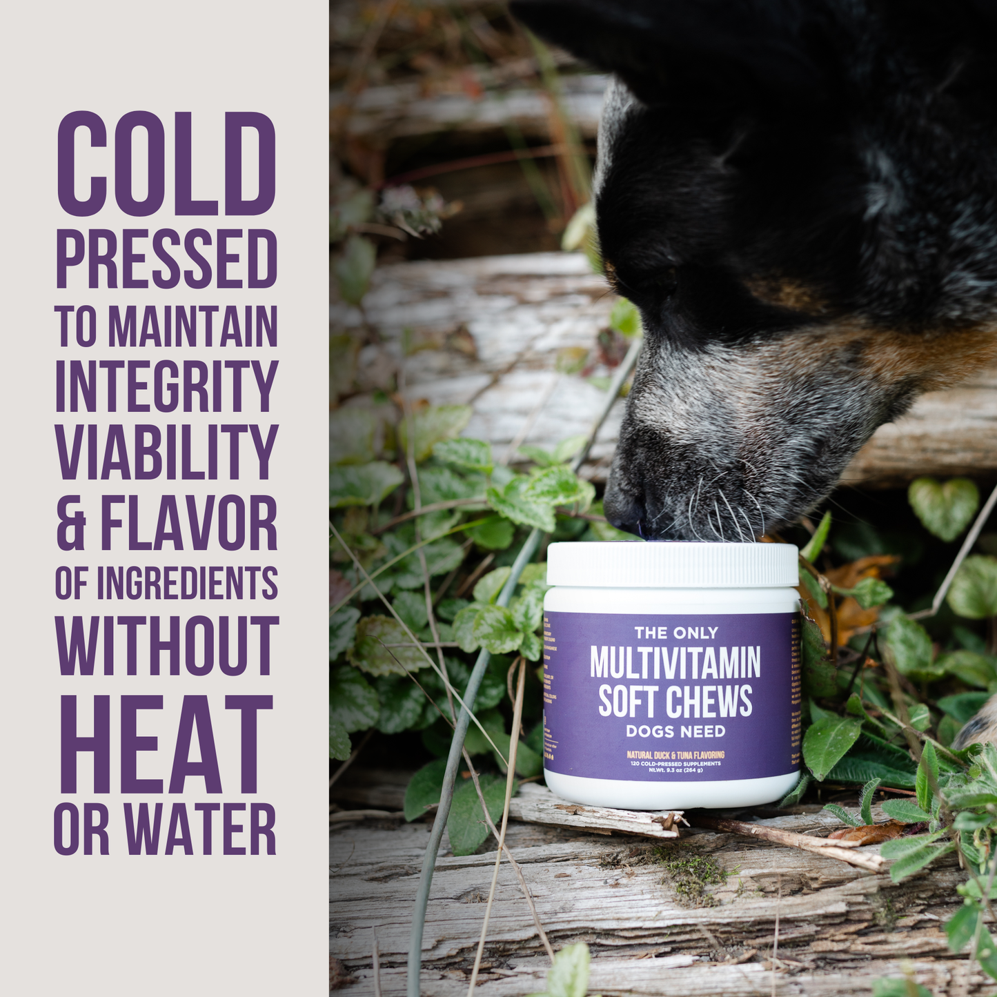 Natural Rapport - The Only Multivitamin Soft Chews Dogs Need: 120 count jar