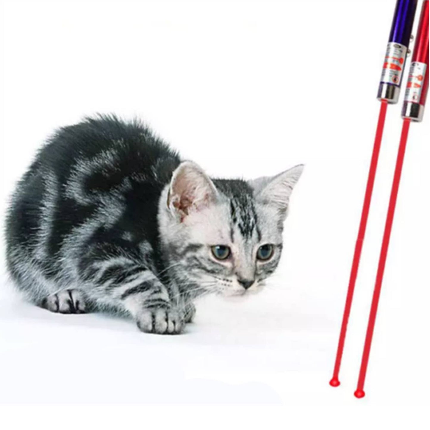 Tsyware - Assorted Laser Pointer Cat Toys for Indoor Pet Kitten Dogs